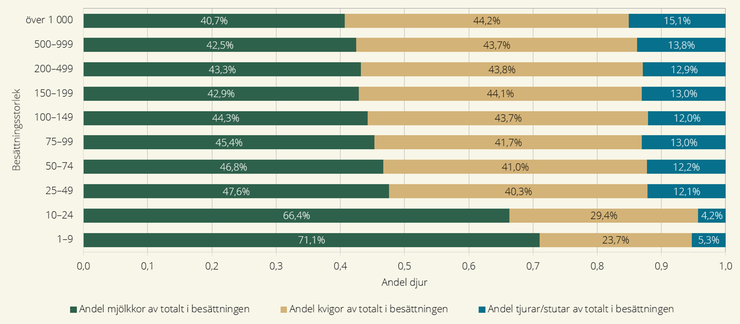 Figur som visar andel mjölkkor, kvigor och handjur av totalt antal djur i företaget efter besättningsstorlek i mjölkföretag i juni år 2024