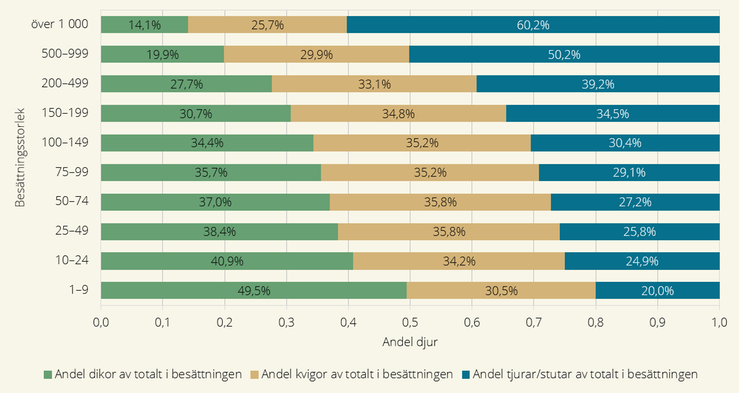 Figur över andel dikor, kvigor och handjur av totalt antal djur i företaget efter besättningsstorlek i dikoföretag i juni år 2024