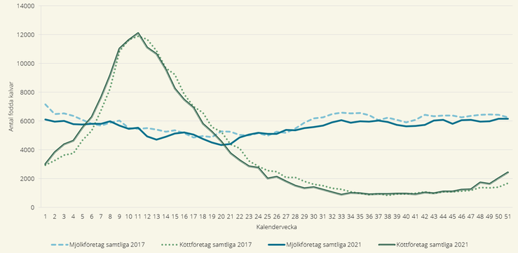 Figur över antal födda kalvar per kalendervecka år 2017 och 2021, efter produktionsinriktning
