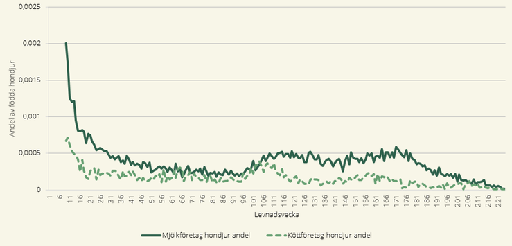 Figur som visar andel avlivade/självdöda hondjur födda år 2021, från levnadsvecka 9 efter födelsebesättningens produktionsinriktning