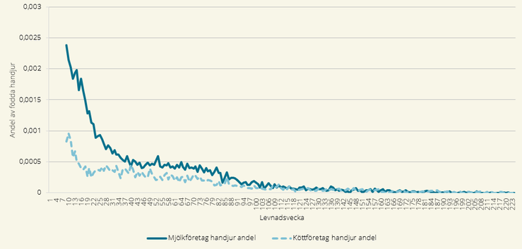 Figur som visar andel avlivade/självdöda handjur födda år 2021, från levnadsvecka 9 efter födelsebesättningens produktionsinriktning