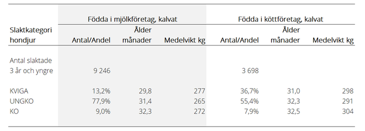 Tablå över antal klassificerade hondjur till och med tre års ålder som fått minst en levande eller dödfödd kalv, födda i mjölk- och köttföretag år 2021. Medelålder och medelslaktvikt per slaktkategori.