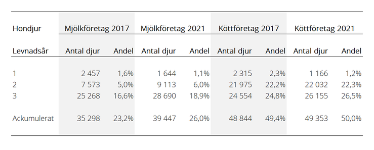 Tablå som visar antal slaktade hondjur i mjölk- och köttföretag födda år 2017 och 2021 per levnadsår, samt andel slaktade av antal födda i respektive produktionsinriktning och årskull