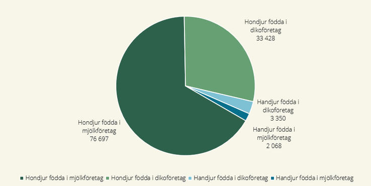 Figur över nötkreatur födda år 2021, levande i juni 2024