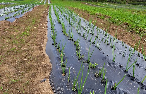 Bild från grönsaksodling där man odlar på plastlist