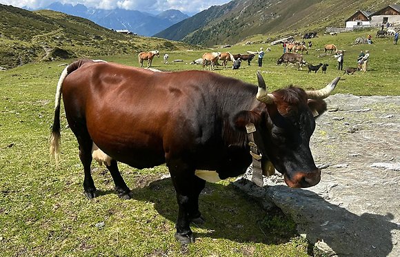 Nötkreatur av den österrikiska lantrasen Tux-Zillertal på alpbete. I bakgrunden ses bland annat hästar av rasen haflinger. 