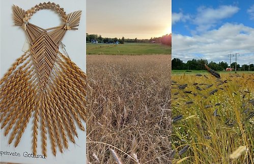 Collage med tre bilder av kulturspannmål