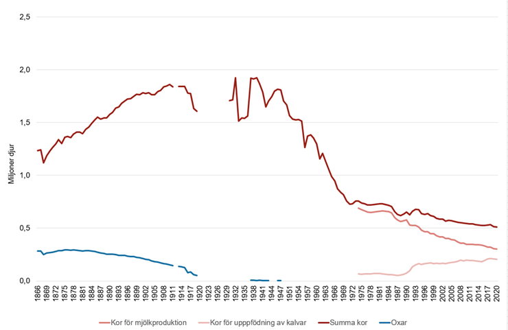 Bilden visar att antalet kor minskat de senaste 50 åren samt att oxarna var vanliga i slutet av 1800-talet men försvann på 1920-talet