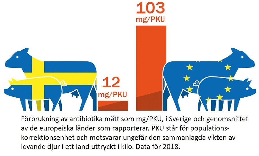 Illustration som visar förbrukning av antibiotika. Den ena stapeln visar förbrukningen i Sverige, som är 12 mg/PKU. Den andra stapeln visar genomsnittet för de Europeiska länder som rapporterar, och det är 103 mg/PKU. PKU står för populations-korrektionsenhet och motsvarar ungefär den sammanlagda vikten av levande djur i ett land, uttryckt i kilo. Data för 2018.