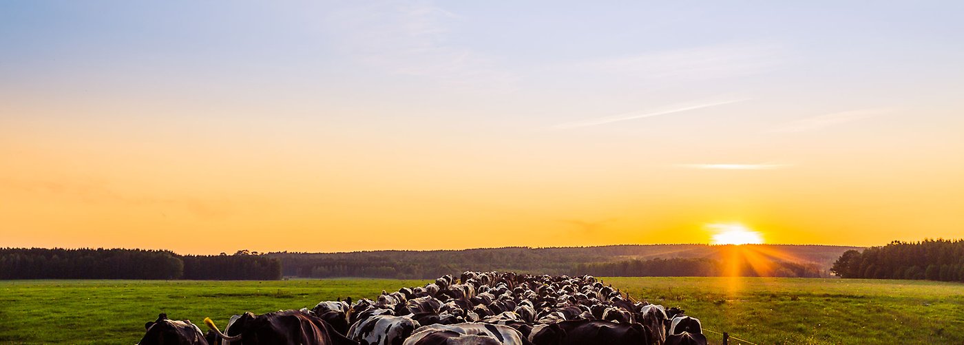 Kor i solnedgång