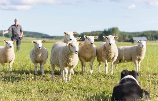 Får, fårägare och en vallhund.