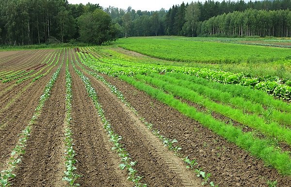 Ekologisk grönsaksodling, Torfolk Gård.