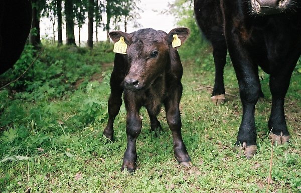 Närbild på en mörkbrun kalv med gula märken i öronen.