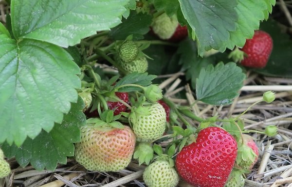 Närbild på jordgubbar i ett jordgubbsland