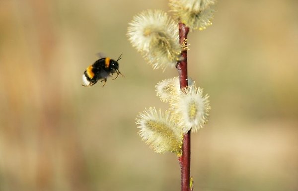 Närbild på en humla som svävar i luften nära en blomma av hansälg