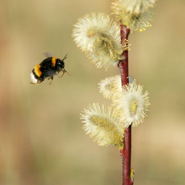 Närbild på en humla som svävar i luften nära en blomma av hansälg